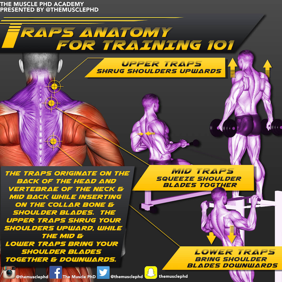 Trap Muscle Development Infographics - The Muscle PhD