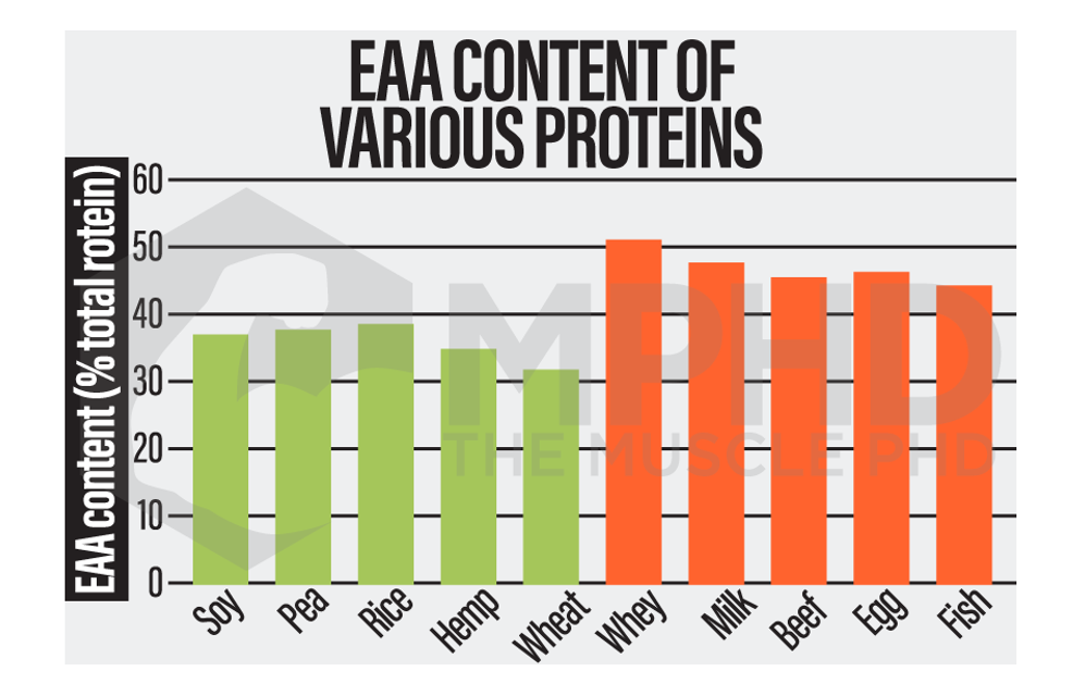 Plant vs. Animal Protein The Muscle