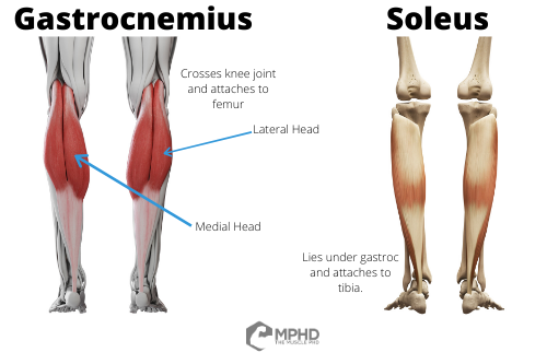 How To Build Bigger Calves Muscle in Your Lower Legs - Muscle