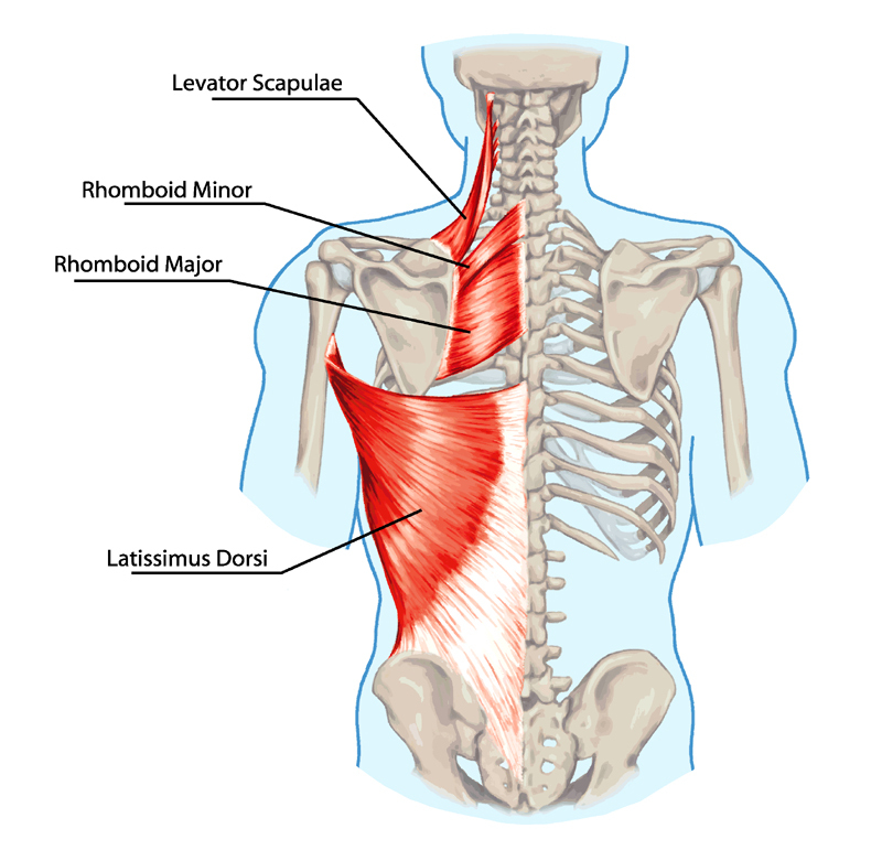 Rhomboid Major and Minor