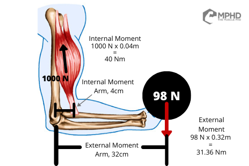 Quantifying Mechanical Tension - The Muscle PhD